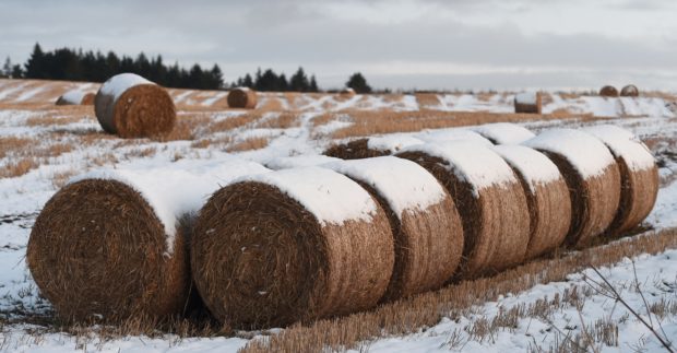 The SRUC’s study into spot market straw prices warns that farmers will face higher costs