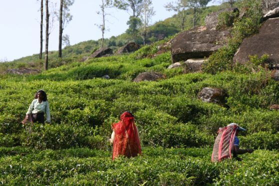 Sri Lanka plantations.