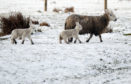The prolonged  severe weather resulted in higher numbers of dead animals and acute shortages in fodder.