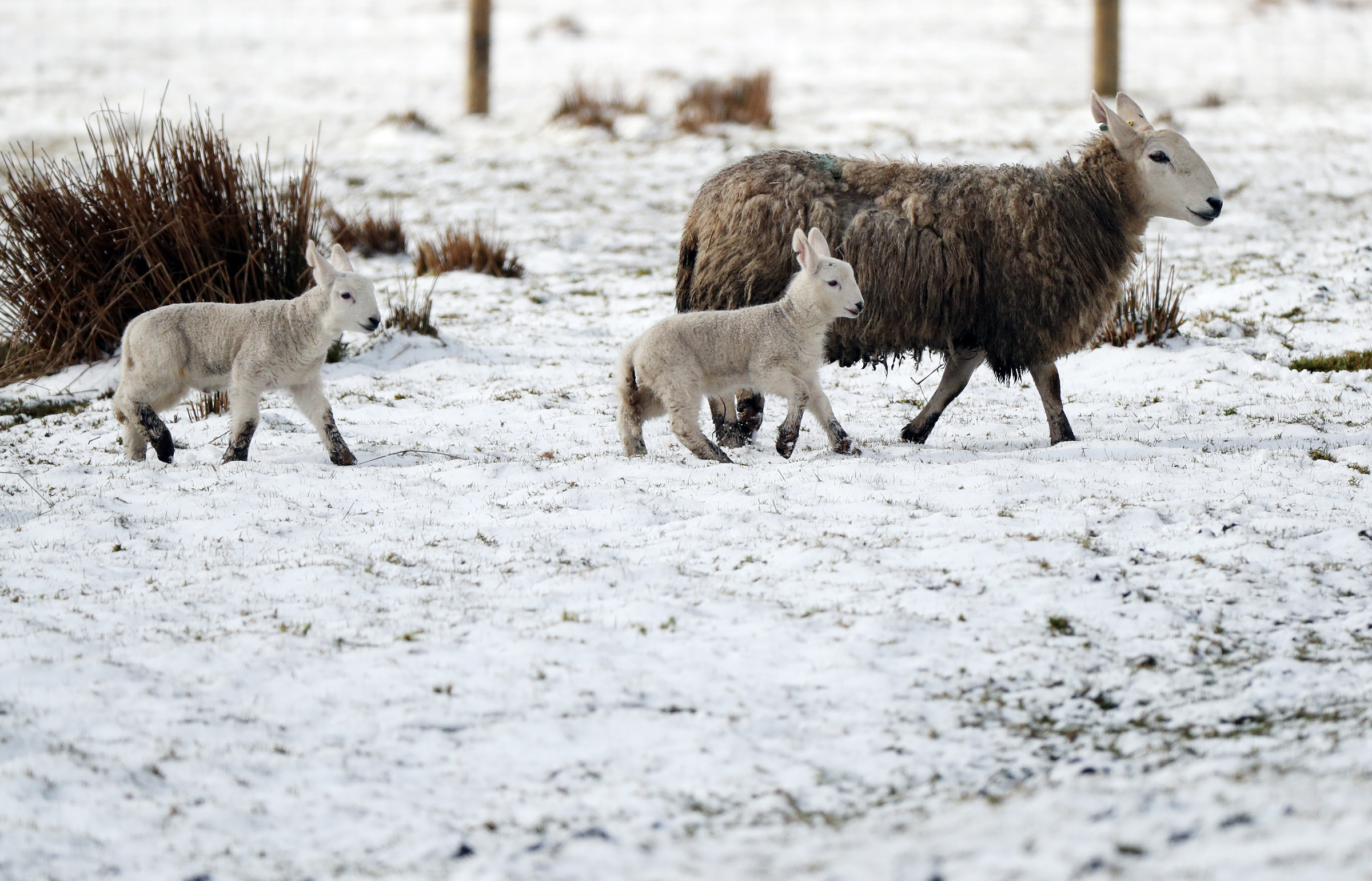 A general view of a sheep and her lambs in snow covered fields close to Nenthead, Cumbria, as forecasters have warned of treacherous driving conditions for Easter holidaymakers with snow and torrential rain on the way. PRESS ASSOCIATION Photo. Picture date: Sunday April 1, 2018. See PA story WEATHER Snow. Photo credit should read: Scott Heppell/PA Wire