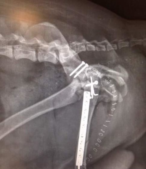 An X -ray showing the bolts and screws used to repair Baxter's injuries.