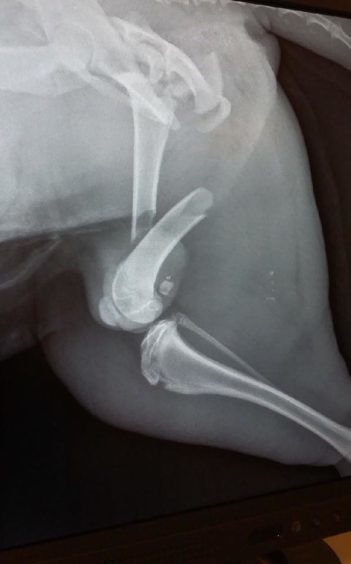 An X-ray showing one of Baxter's broken legs.