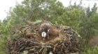 The female osprey Lassie after she had laid her first egg of  2018.