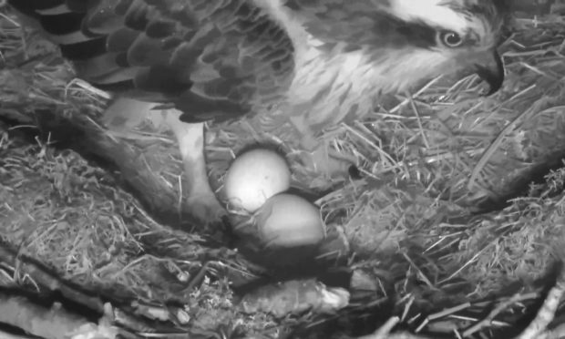 Two eggs in the nest at Loch of Lowes