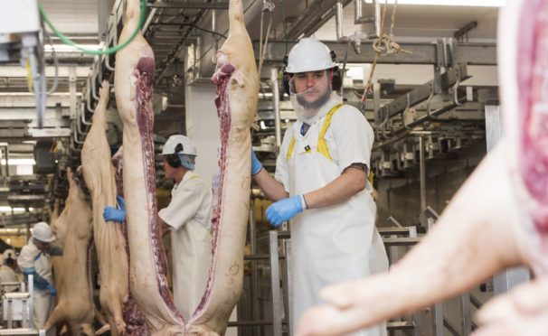 Processing carcases in a slaughterhouse. It is estimated that 95% of vets who care for animal welfare in slaughterhouses are from overseas.