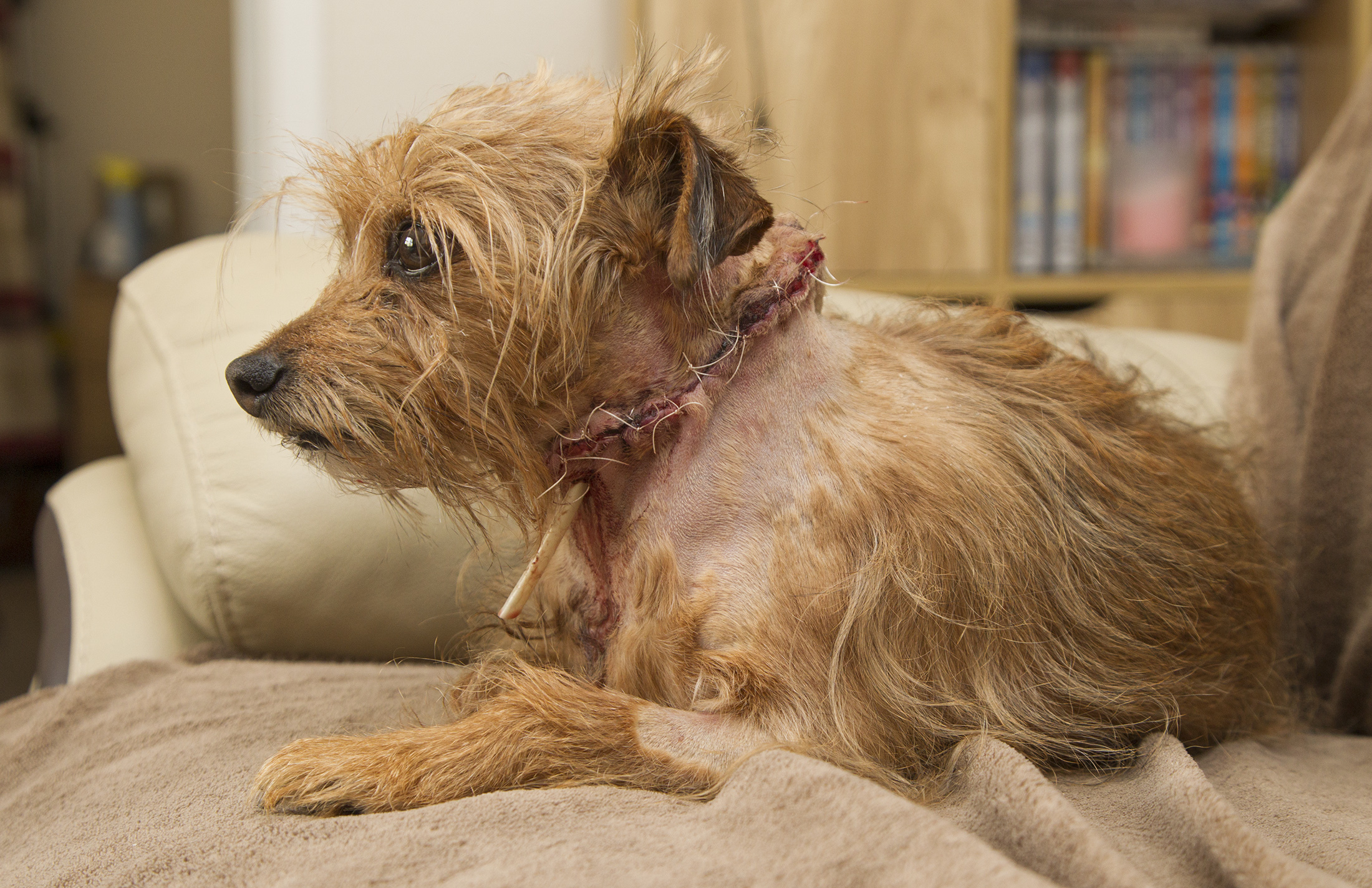 Dougal required stiches in his neck following an attack by another dog in Arbroath.