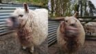 Police issued an obscured photo of the injured sheep as their wounds were so graphic.