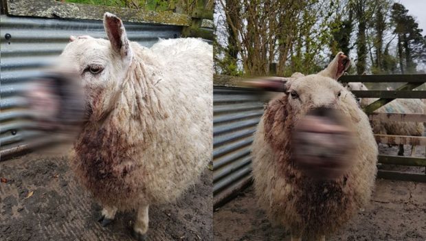 Police issued an obscured photo of the injured sheep as their wounds were so graphic.