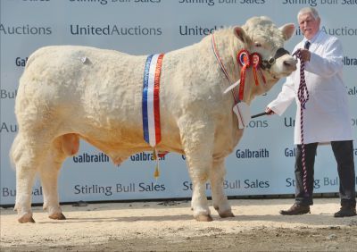 Charolais champion at Stirling May Bull Sales 2018, Firhills Majestic, from Jim and Alison Muirhead of Firhills Farm, by Arbroath.