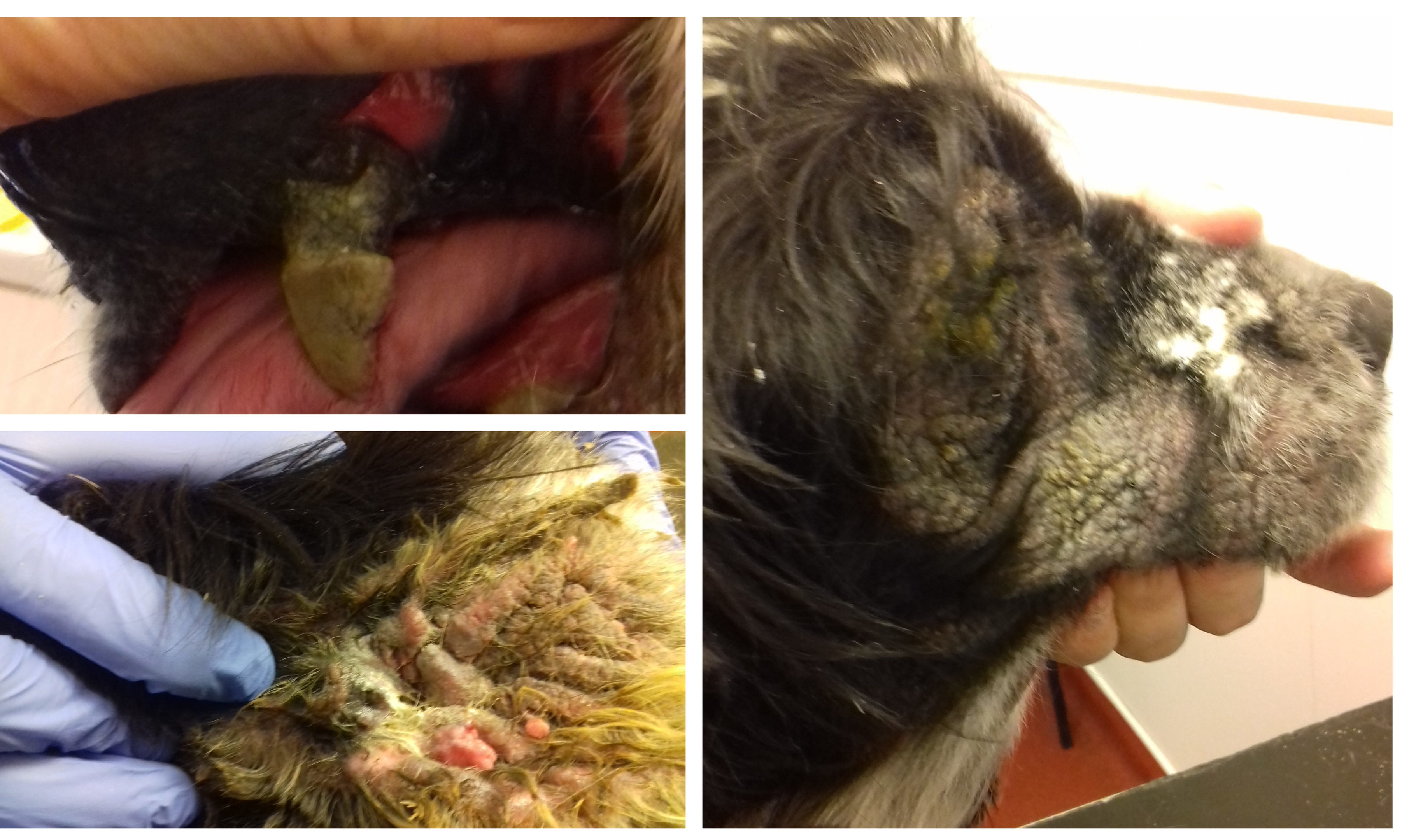 Photos showing the condition Bracken the dog was in.