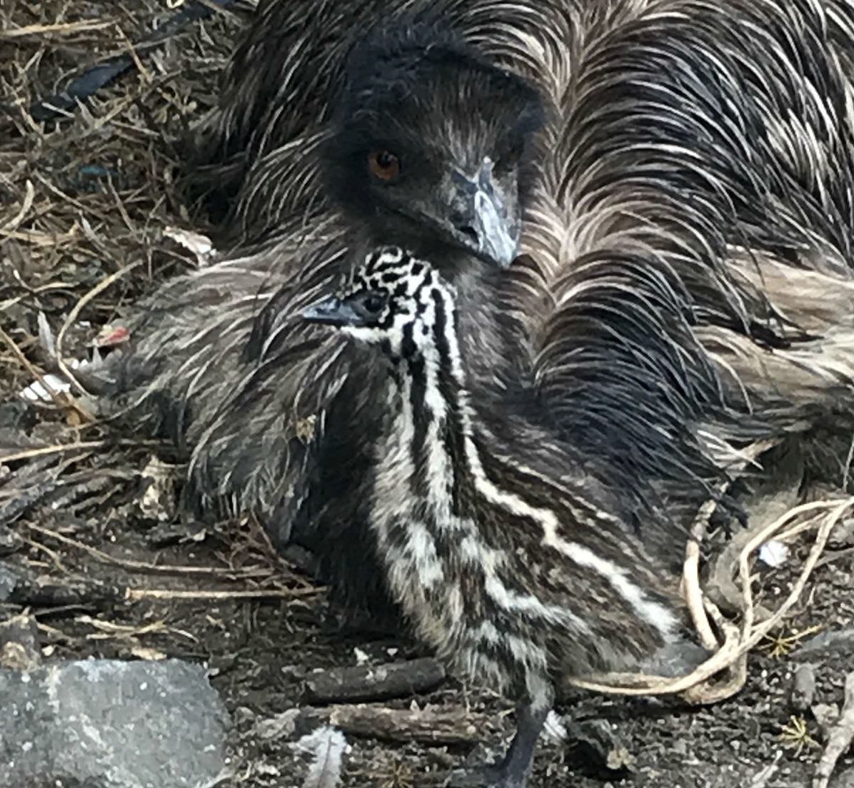 Baby emus born at The Buffalo Farm
