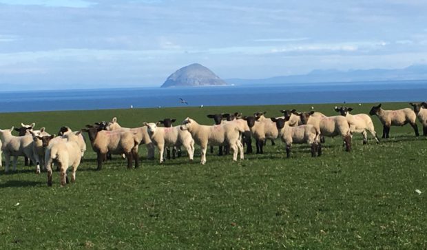 The farm at Ballantrae looks across to Ailsa Craig, Arran, the Mull of Kintyre and Northern Ireland.