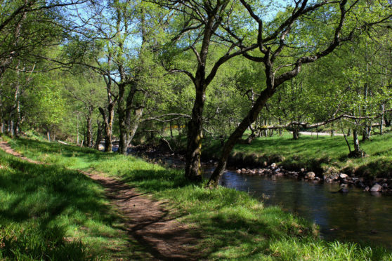 Woodland path running by River South Esk.