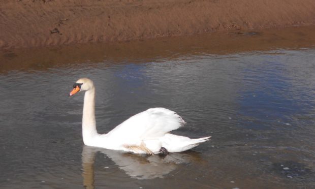 Jocky the cob mute swan who has been left with a deformed wing due to a high-carb diet. He lives in the Eden Estuary near Guardbridge.