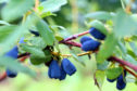 It is hoped production of the honeyberry can be a commercial success.