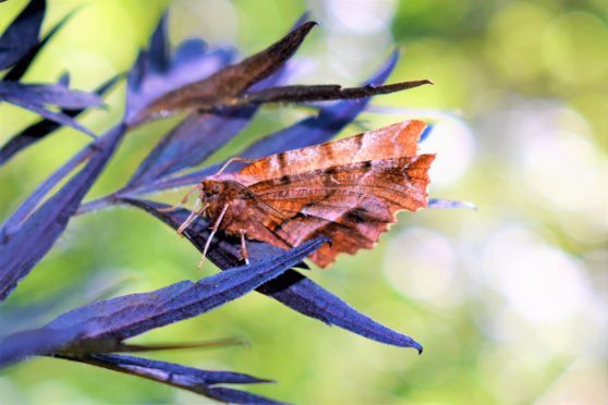 An early thorn moth. Picture: Keith Broomfield.