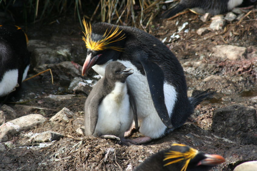 Macaroni penguins.