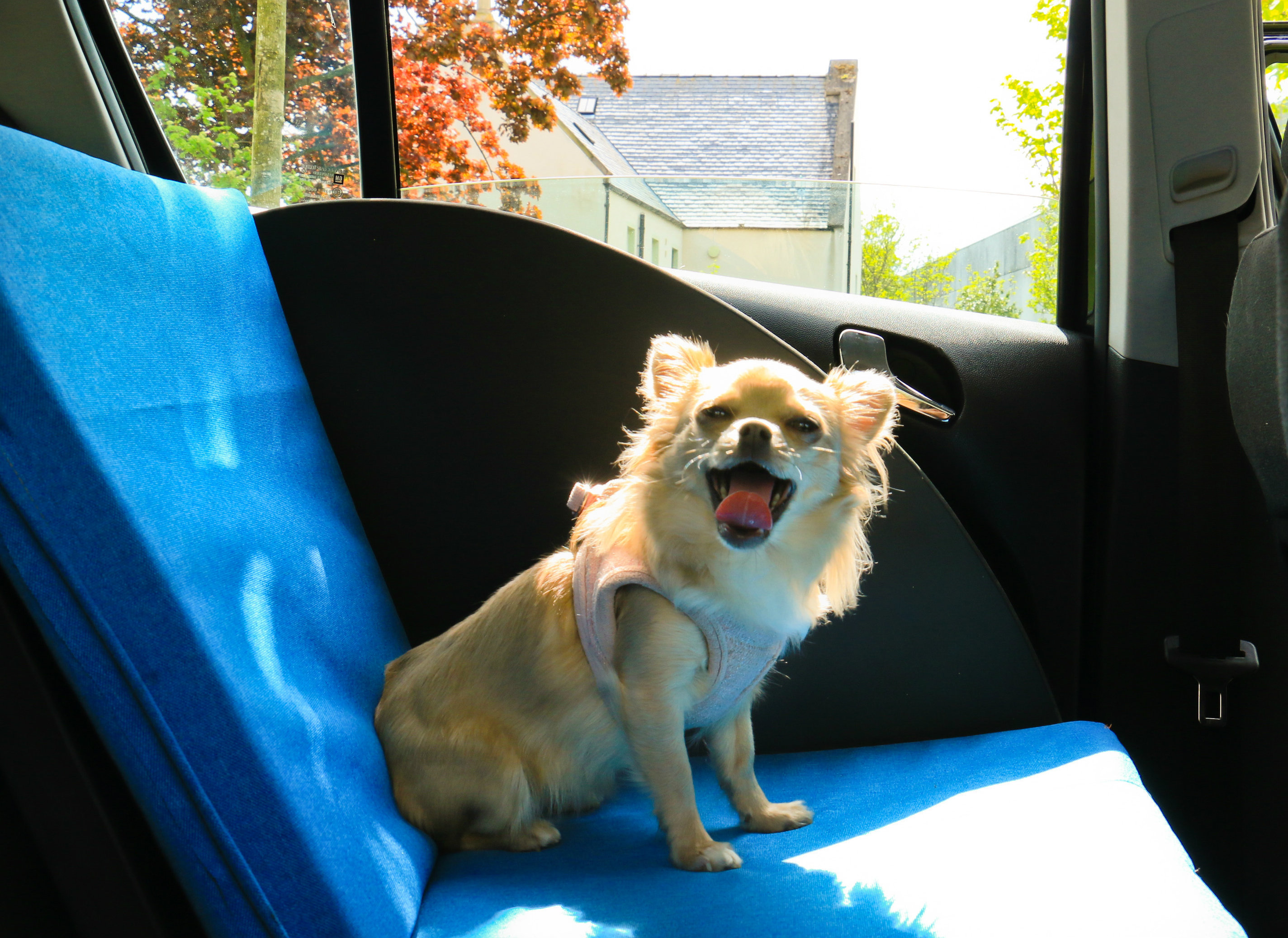 The dog car seat allows canines to have a safe and enjoyable journey