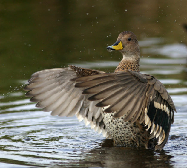 A pintail duck.