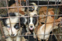Some of the puppies that were seized by animal inspectors at Cairnryan.