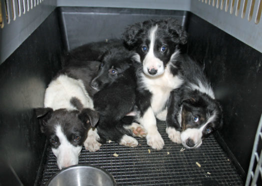 Ms Grahame hopes to tackle "the horrors and misery" of puppy farms.