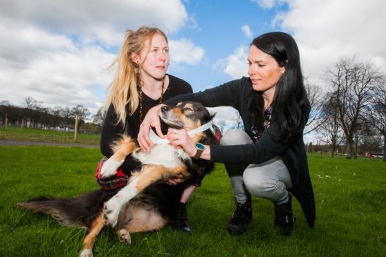 Leah Farquharson (Membership Development, Woodland Trust Scotland) helps as Gayle Ritchie bandages Leah's dog, Leo.