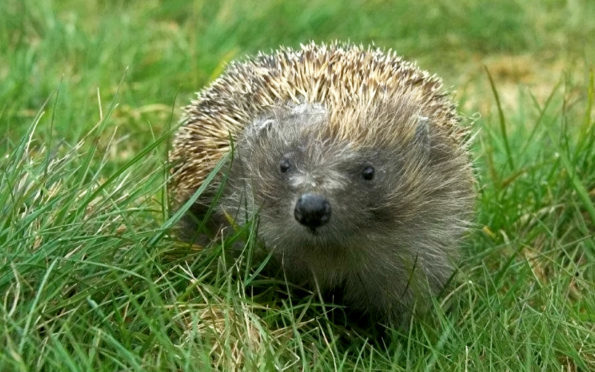 Creating holes in fences for hedgehogs.