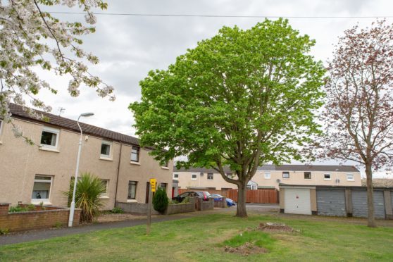 Trees and overgrown shrubs are a concern for residents