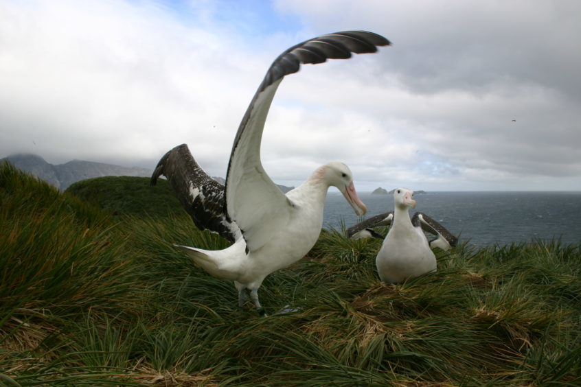 A wandering albatross.