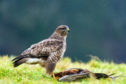 A common buzzard stood over a pheasant