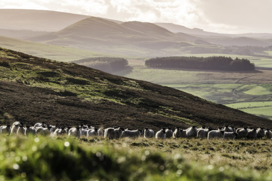 Scotland is on track to meet 2020 biodiversity targets with improvements to peatlands​, rivers and woodlands.