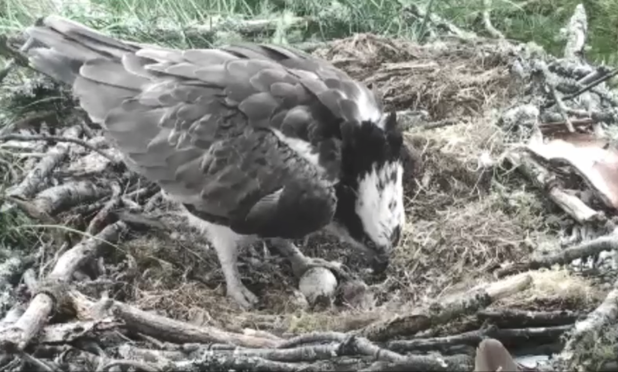Webcam footage of the osprey hatching.