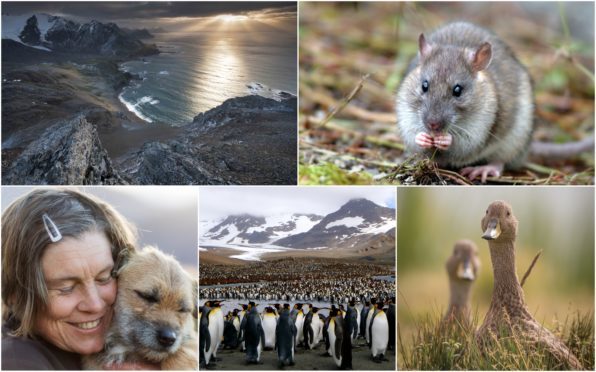 An incredible team effort means South Georgia's wildlife is now protected from invasive rodents first introduced to the island by man over 200 years ago.