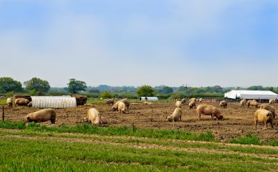 Pig numbers are building up on farms as a result of the abattoir closure.
