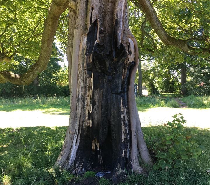 A tree in the park was badly damaged by flames from a disposable BBQ