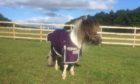 Clyde the Shetland pony refuses to pose for the camera