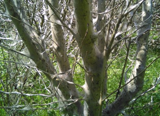 A tree at Formonthills in Glenrothes.