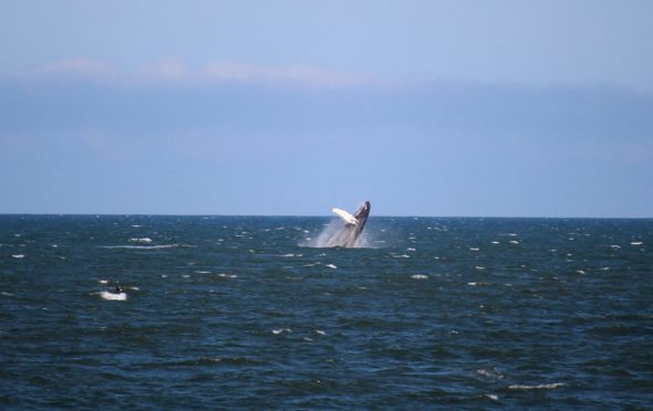 The whale spotted off St Cyrus beach last year.