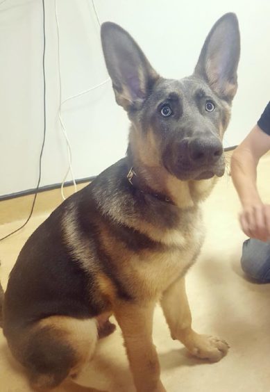 Pablo may look like butter wouldn't melt, but will eat anything when his owner's back is turned.