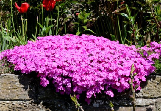 Phlox subulata