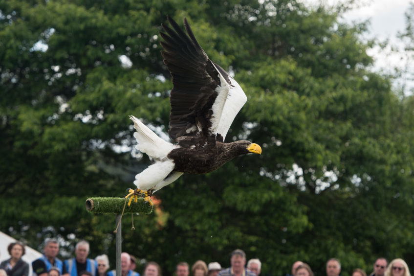 A bird of prey display at the show.