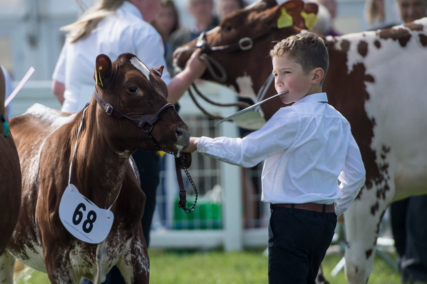 Ruaridh Lawson showing his maiden heifer from Lismulligan Dairy Shorthorns, from Leven, Fife, where he was placed second.