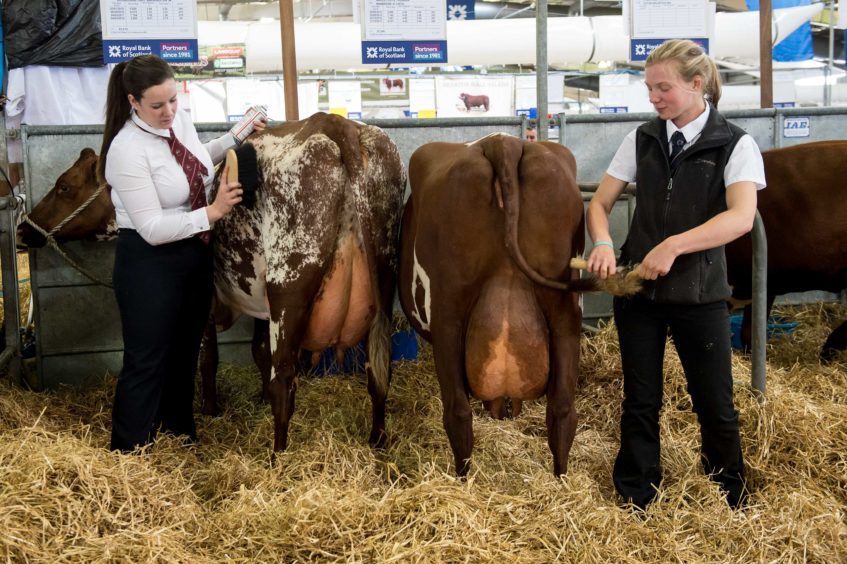 Cattle on two of the Royal Highland Show.