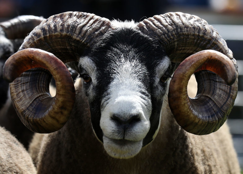 A Blackface ram.