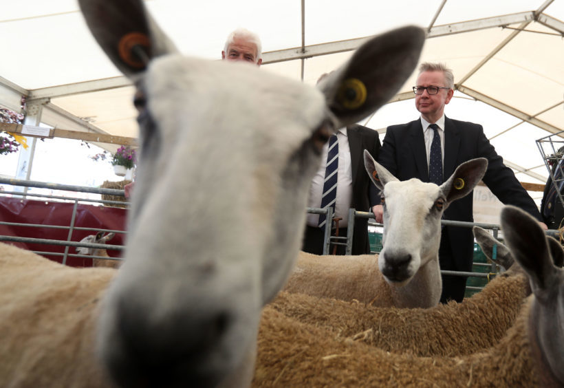 Environment Secretary Michael Gove views sheep at the the Royal Highland Show.