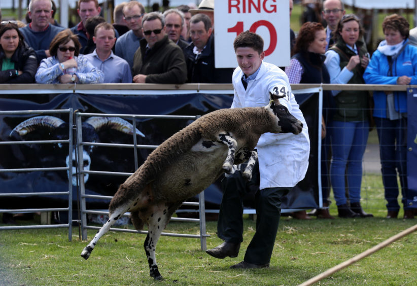 Ben Wight trys to catch his Blackface sheep during judging at the the Royal Highland Show being held at Ingliston in Edinburgh.