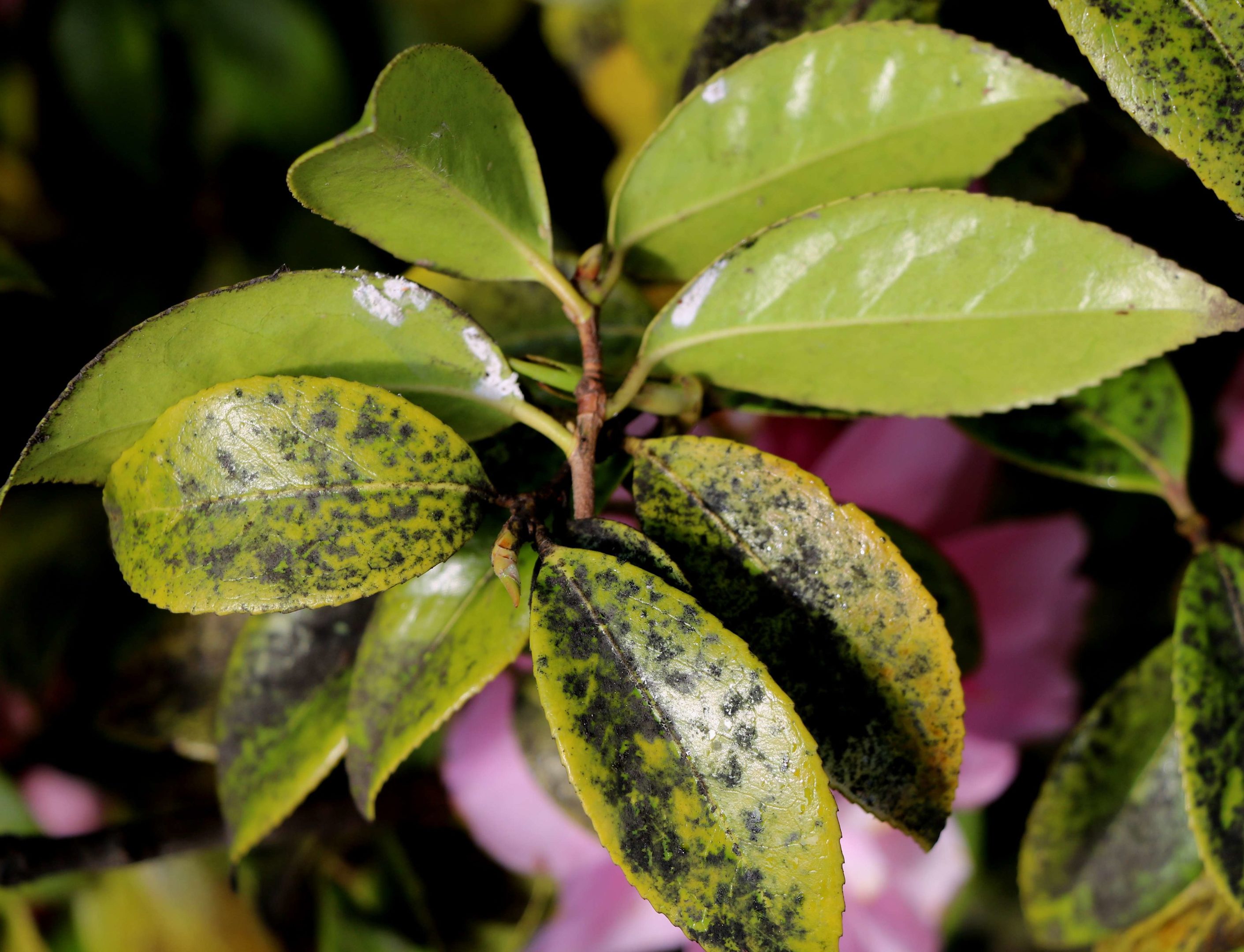 Scales and sooty mould on rhododendron leaves