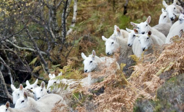 OPA is an infectious lung cancer specific to sheep.