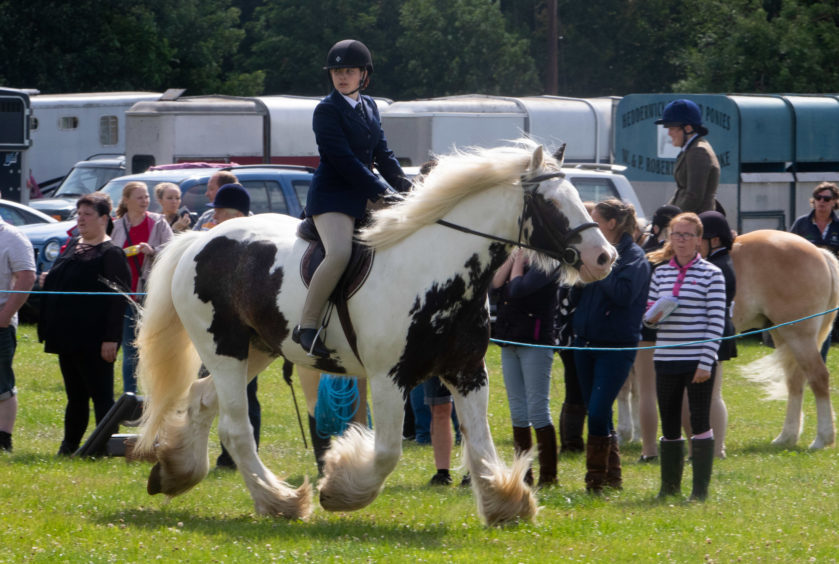 Three Texel cross gimmers won the sheep interbreed competition