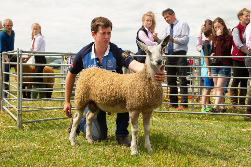 Three Texel cross gimmers won the sheep interbreed competition